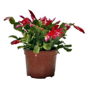 6 in. Christmas Cactus (2-Pack)