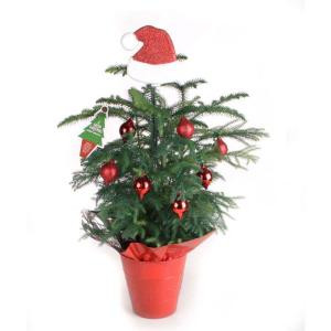 Living Pine Tree 6 in. Norfolk Island Red Decorations with Mylar and Topper