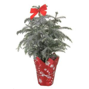 6 in. Glitter Living Pine Tree with Pot Cover and Bow