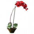 20 in. Holiday Phalaenopsis Orchid