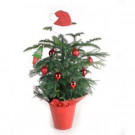 Living Pine Tree 6 in. Norfolk Island Red Decorations with Mylar and Topper
